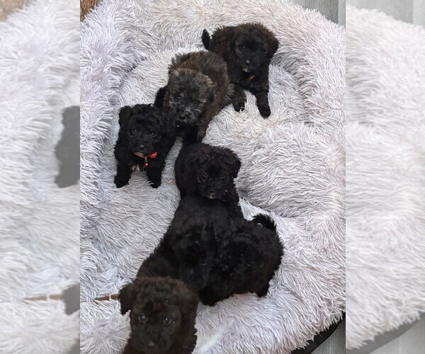 Medium Photo #1 Portuguese Water Dog Puppy For Sale in POWDER SPRINGS, GA, USA