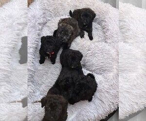 Portuguese Water Dog Litter for sale in POWDER SPRINGS, GA, USA