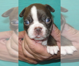 Boston Terrier Puppy for sale in CRKD RVR RNCH, OR, USA