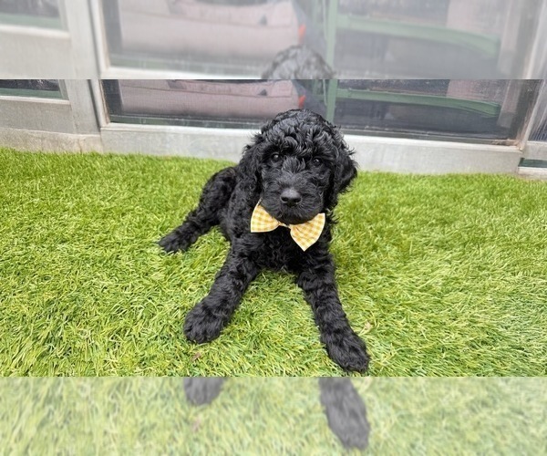 Medium Photo #24 Goldendoodle Puppy For Sale in GIBSONTON, FL, USA