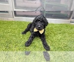 Small Photo #8 Goldendoodle Puppy For Sale in GIBSONTON, FL, USA