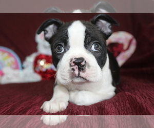 Boston Terrier Puppy for sale in BROOKSVILLE, FL, USA