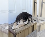 Small Photo #11 Siberian Husky Puppy For Sale in TONOPAH, NV, USA