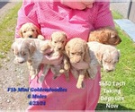 Puppy 6 males Goldendoodle (Miniature)