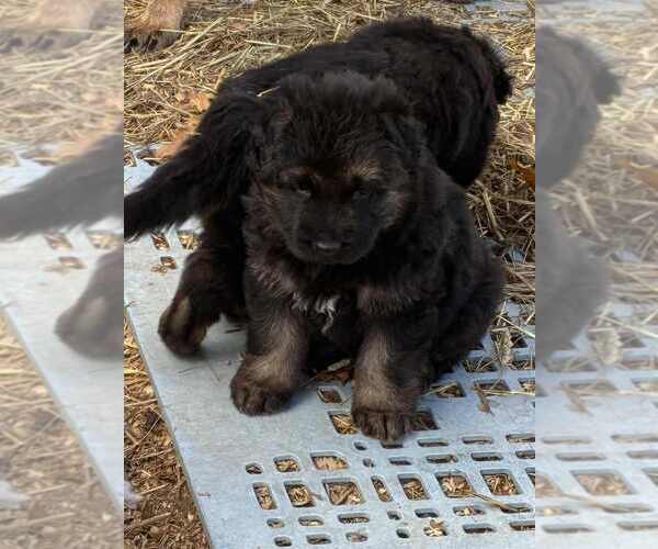 Medium Photo #2 German Shepherd Dog Puppy For Sale in NEWVILLE, PA, USA