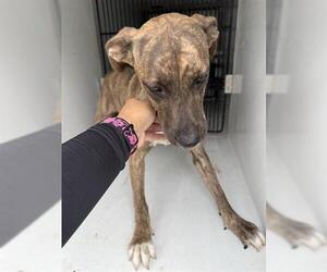 Staffordshire Bull Terrier Dogs for adoption in Houston, TX, USA
