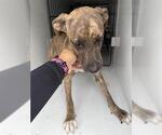 Small Staffordshire Bull Terrier