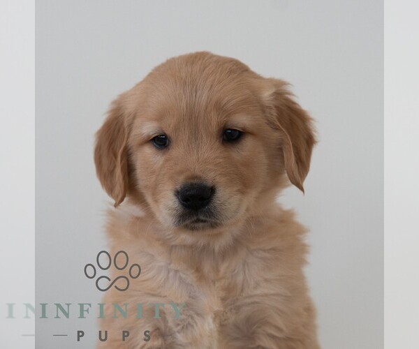 Medium Photo #1 Golden Retriever Puppy For Sale in NEWPORT, PA, USA