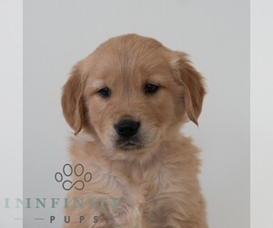 Golden Retriever Puppy for sale in NEWPORT, PA, USA