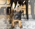 Small Photo #14 Great Dane Puppy For Sale in GREENBRIER, TN, USA