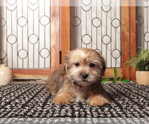 Medium Photo #8 Shorkie Tzu Puppy For Sale in NAPLES, FL, USA