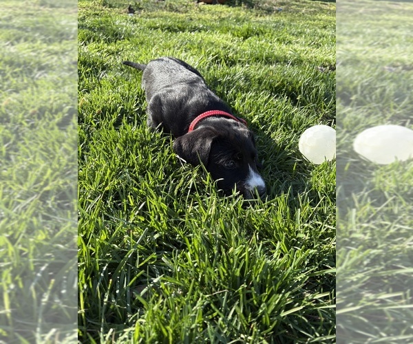 Medium Photo #2 Great Dane-Sheepadoodle Mix Puppy For Sale in EGG HARBOR CITY, NJ, USA