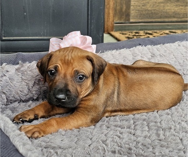 Medium Photo #1 Rhodesian Ridgeback Puppy For Sale in BUMPASS, VA, USA