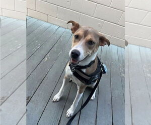 Mutt Dogs for adoption in Westminster, MD, USA