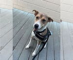 Small Mutt