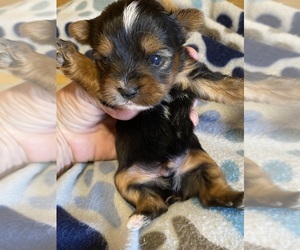 Yorkshire Terrier Puppy for sale in SALUDA, SC, USA