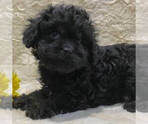 Cavapoo Puppy for sale in DRY RUN, PA, USA