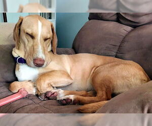 Basset Hound-Labrador Retriever Mix Dogs for adoption in Deepwater, NJ, USA