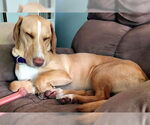 Small #1 Basset Hound Mix