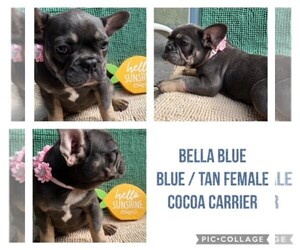 French Bulldog Puppy for sale in ORLANDO, FL, USA