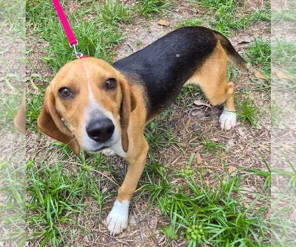 Medium Photo #5 Beagle Puppy For Sale in Dunnellon, FL, USA