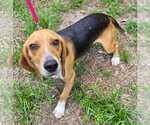 Small #4 Beagle