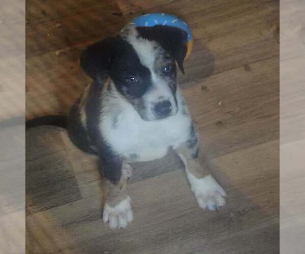Medium Photo #3 Australian Shepherd-Unknown Mix Puppy For Sale in Aurora, IN, USA