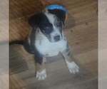 Small #2 Australian Shepherd Mix