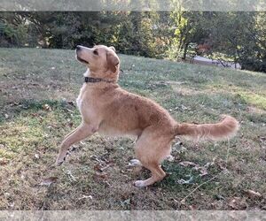 Golden Retriever Dogs for adoption in Macon, MO, USA