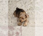 Small Photo #3 Yorkshire Terrier Puppy For Sale in KATY, TX, USA