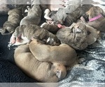 Small #15 Whippet