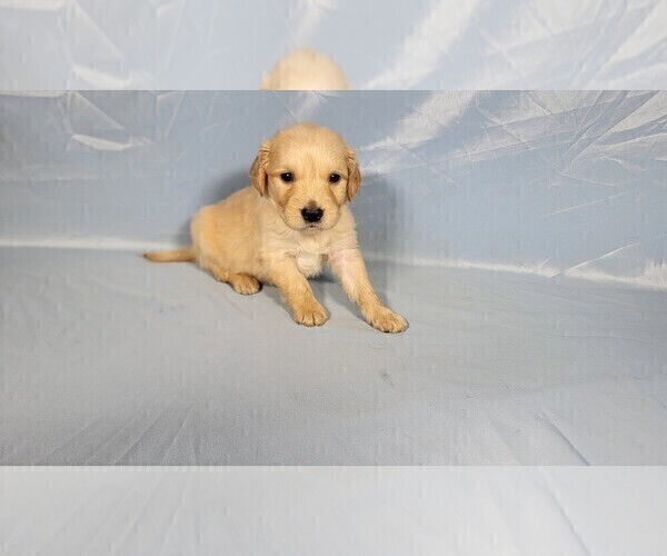 Medium Photo #5 Golden Retriever Puppy For Sale in BLACK FOREST, CO, USA