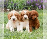 Small #1 Miniature Labradoodle