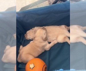 Golden Retriever Puppy for sale in PERRIS, CA, USA
