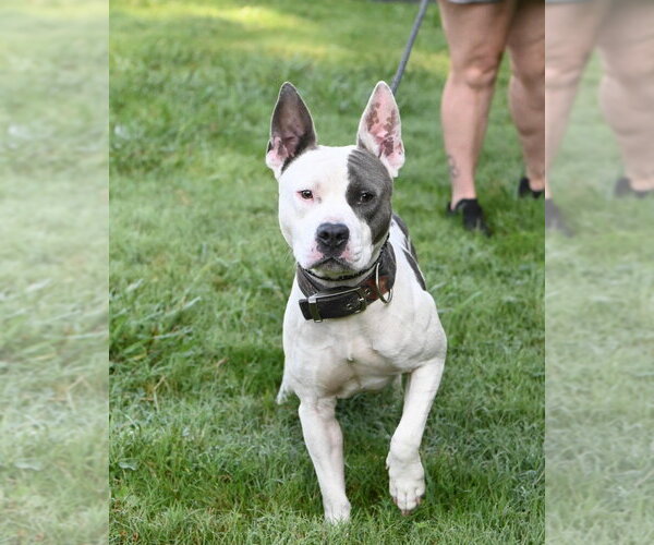 Medium Photo #4 Mutt Puppy For Sale in Glen Allen, VA, USA