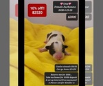 Image preview for Ad Listing. Nickname: Una