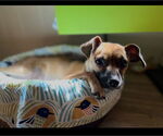 Small #8 Chihuahua Mix
