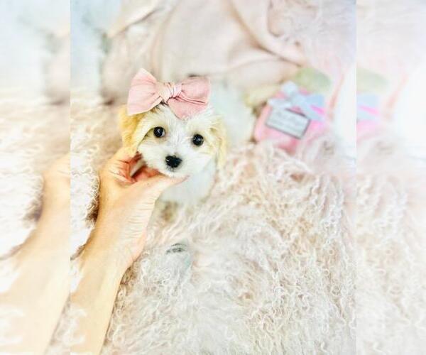 Medium Photo #8 Cav-A-Malt Puppy For Sale in WEST PALM BEACH, FL, USA