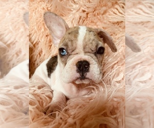 French Bulldog Puppy for sale in BOSTON, MA, USA
