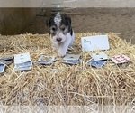 Puppy Boy Wire Fox Terrier