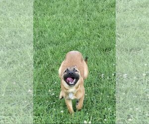 Sweet Pea 7564 - Female German Shepherd Dog-Unknown Mix Dog for Adoption - Photo #9