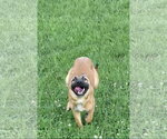 Small #8 German Shepherd Dog Mix
