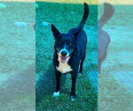 Small #1 Mutt