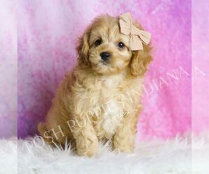 Cavapoo Puppy for sale in WARSAW, IN, USA
