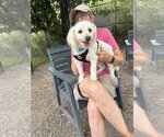 Small #2 Poodle (Miniature) Mix