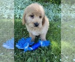 Small #5 Labrador Retriever-Poodle (Toy) Mix