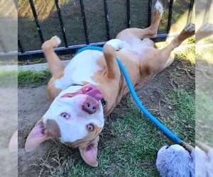 American Pit Bull Terrier-Bulldog Mix Dogs for adoption in Long Beach, CA, USA