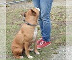 Small #2 Bull-Boxer