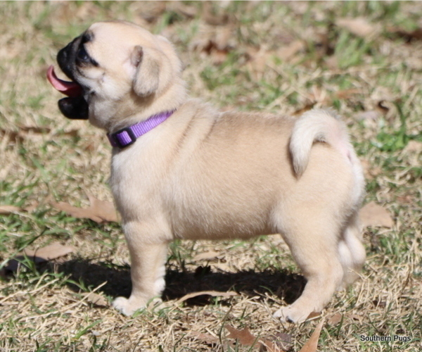 Medium Photo #33 Pug Puppy For Sale in WINNSBORO, TX, USA