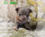 Small #1 Chihuahua